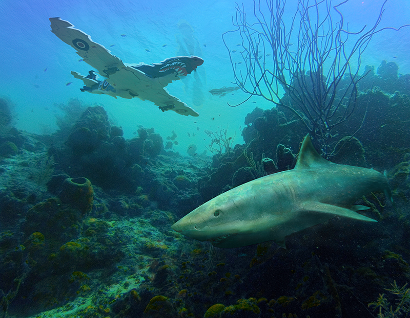 Tiger shark in a coral reef with an F-20 Tigershark plane flying above it.